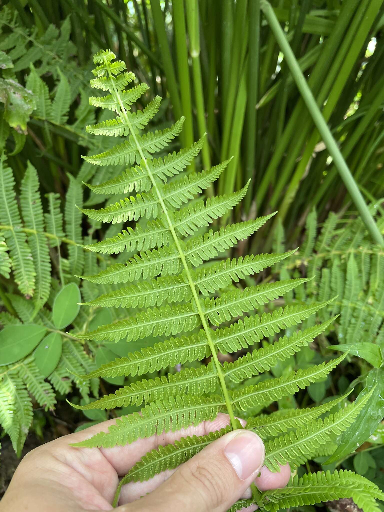 Image of Balbis' Maiden Fern