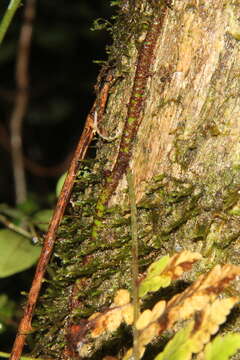 Arthropteris monocarpa (Cordem.) C. Chr. resmi