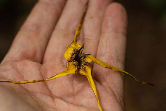 Imagem de Strophanthus bequaertii Staner & Michotte