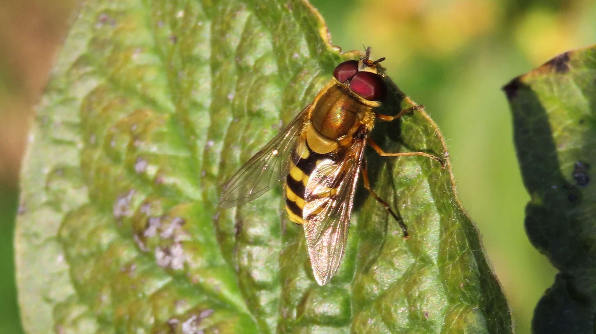 Image de Syrphus ribesii (Linnaeus 1758)