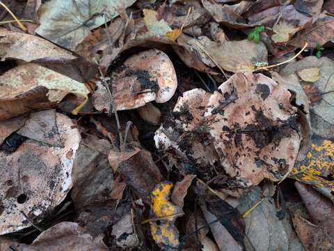 Image of Tricholoma populinum J. E. Lange 1933