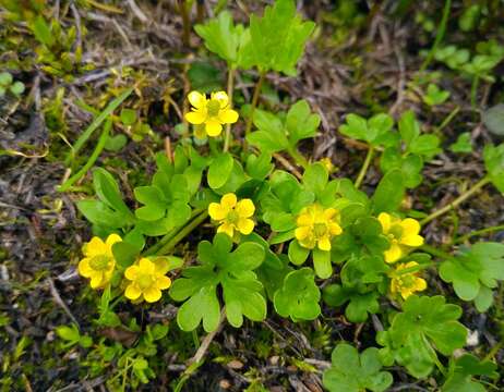 Image of pygmy buttercup