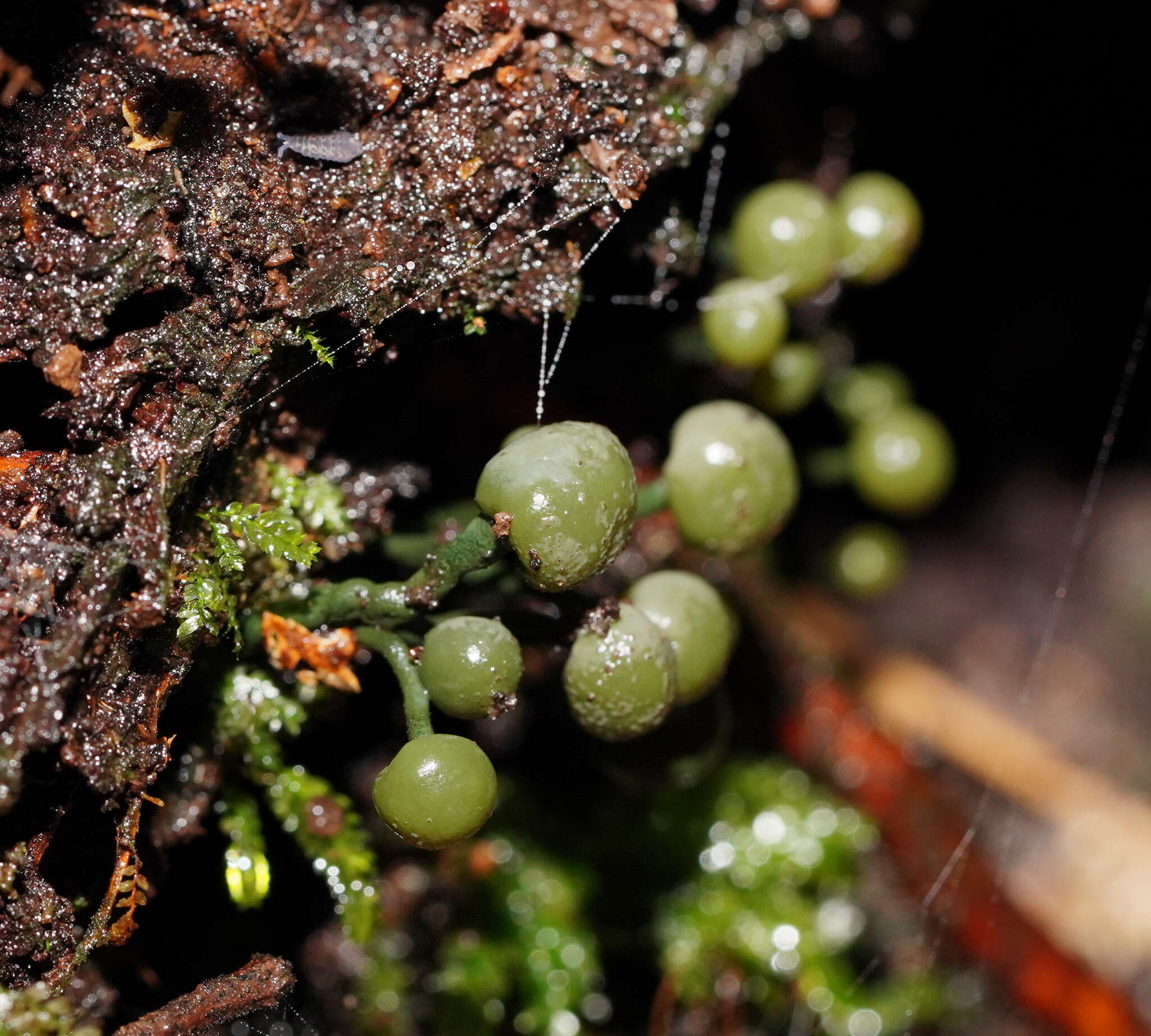 Sivun Chlorovibrissea melanochlora (G. W. Beaton & Weste) L. M. Kohn 1989 kuva