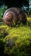 Image of Apple snail