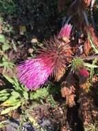 Imagem de Cirsium andersonii (A. Gray) Petr.