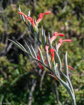 Plancia ëd Gladiolus cunonius (L.) Gaertn.