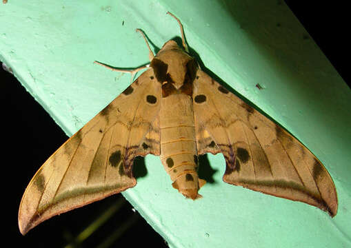 Image of Ambulyx sericeipennis Butler 1875