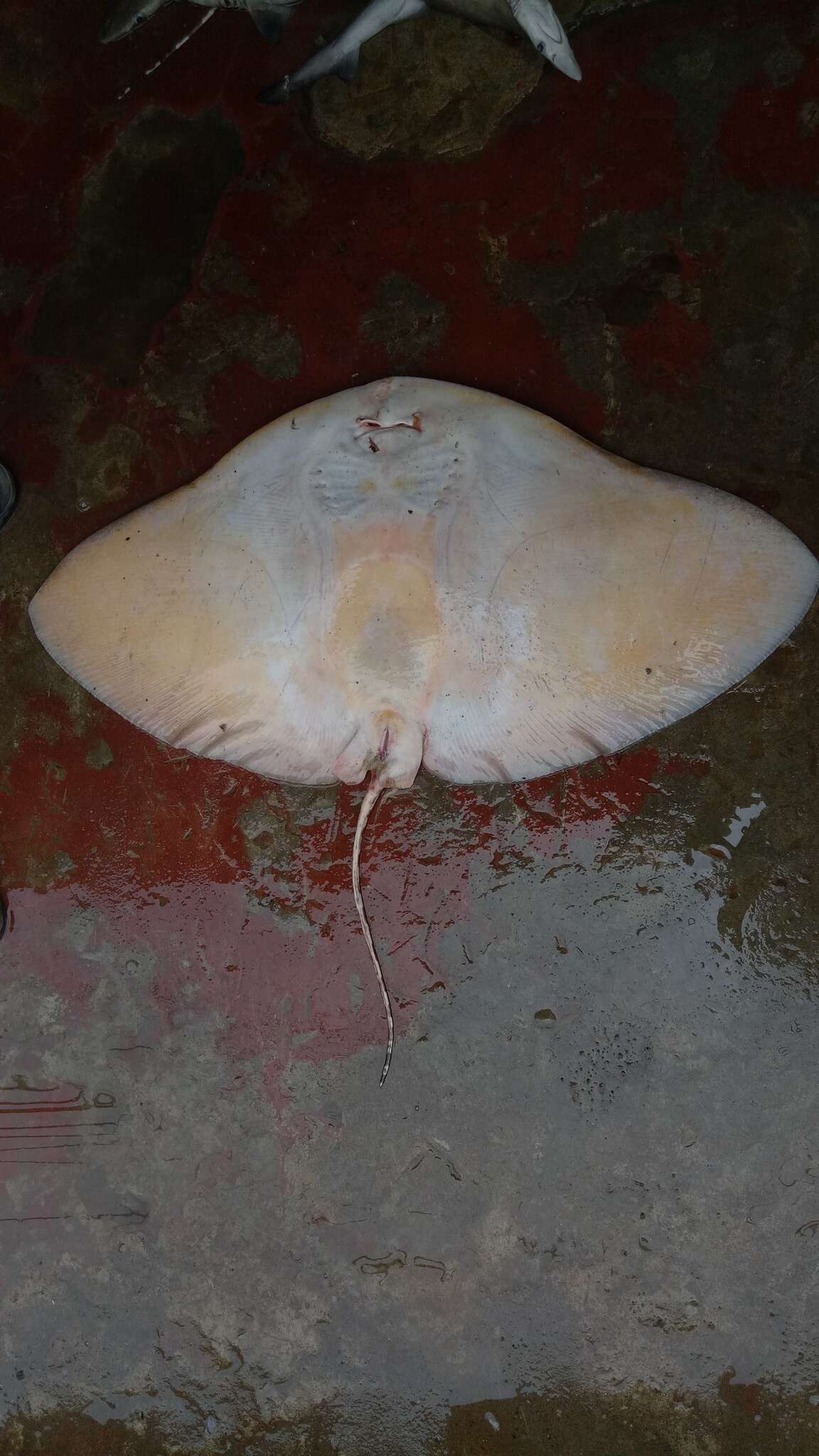 Image of Longtail Butterfly Ray