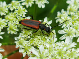 Anastrangalia dubia melanota (Faldermann 1837)的圖片