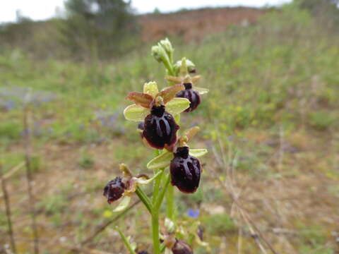 Слика од Ophrys sphegodes subsp. passionis (Sennen) Sanz & Nuet