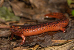 Image of Red Salamander