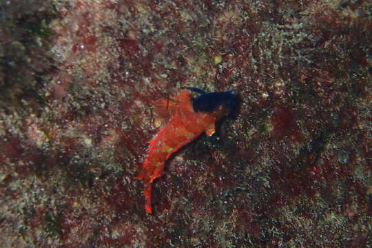 Image of Red-black triplefin