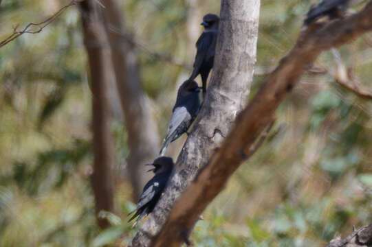 Image of Black-faced Woodswallow