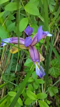 Image of Iris graminea L.