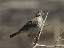 Image of Malindi Pipit