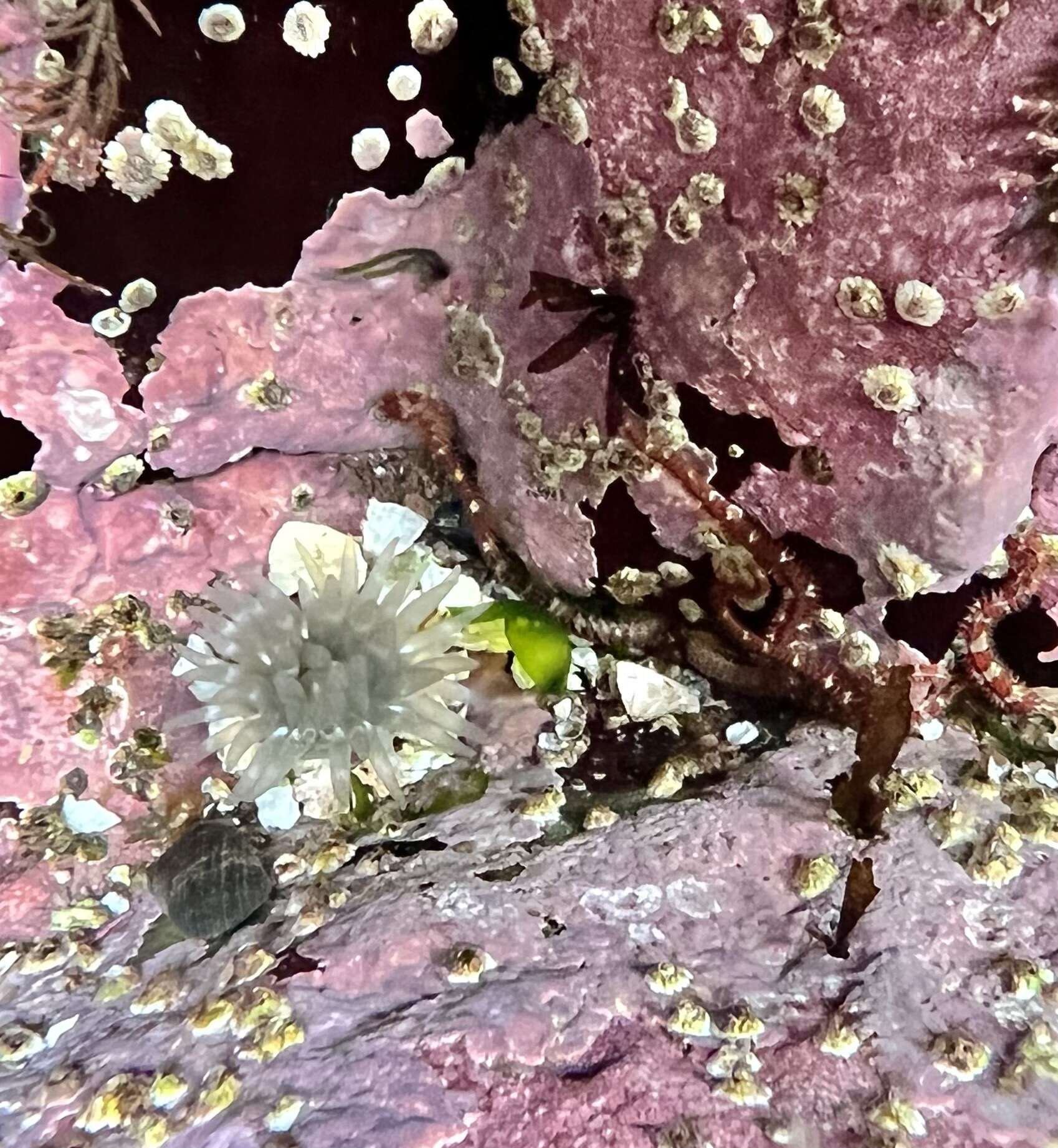 Image of silver-spotted sea anemone