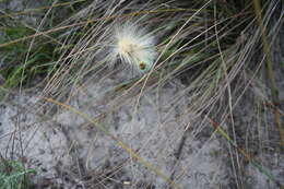 Image of Othonna perfoliata (L. fil.) Sch. Bip.