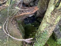 Image of Ganoderma zonatum Murrill 1902