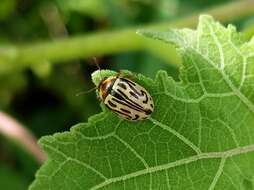 Image of Zygogramma bicolorata