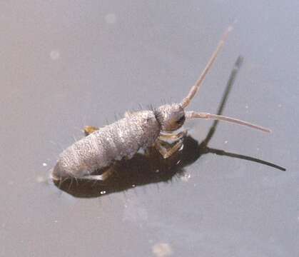 Image of Springtail