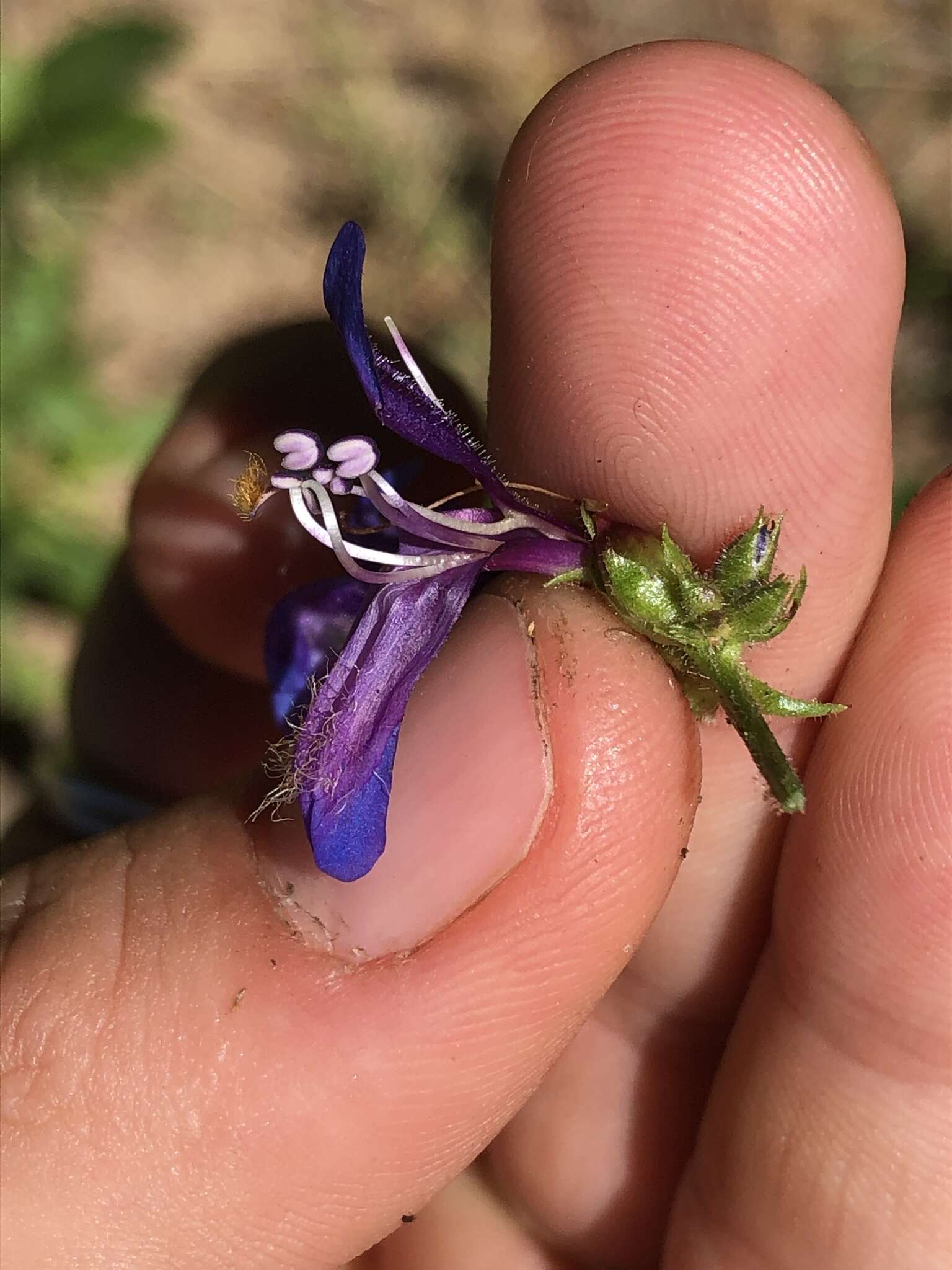 Plancia ëd Penstemon wilcoxii Rydb.