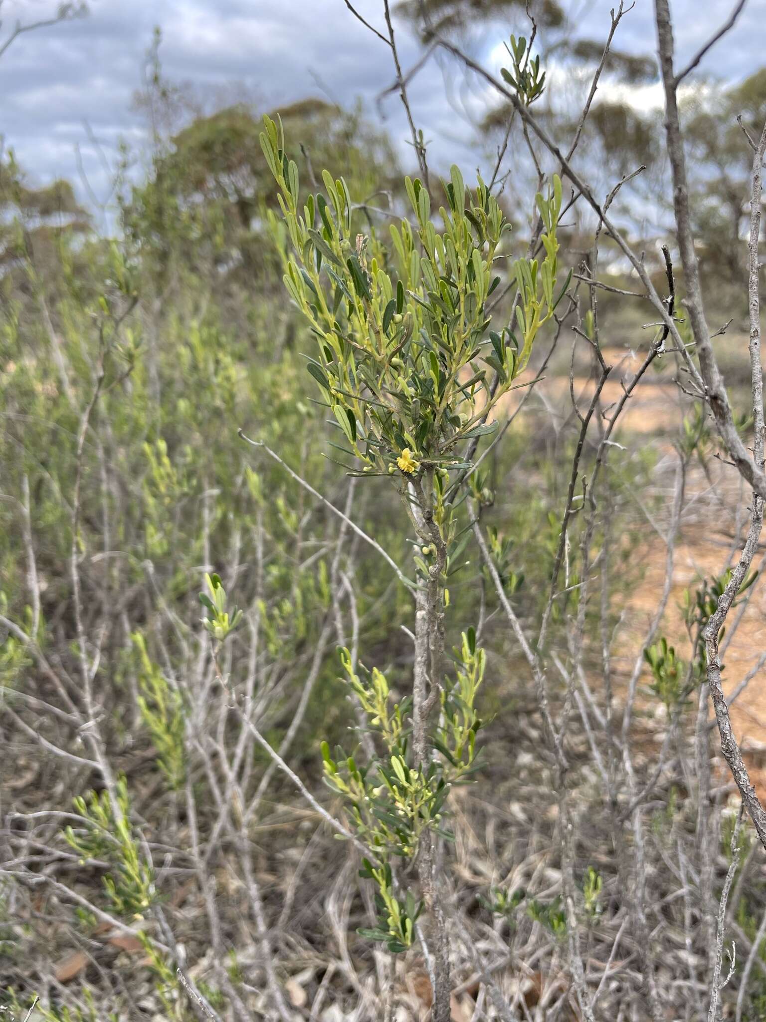 Image of Beyeria opaca F. Muell.