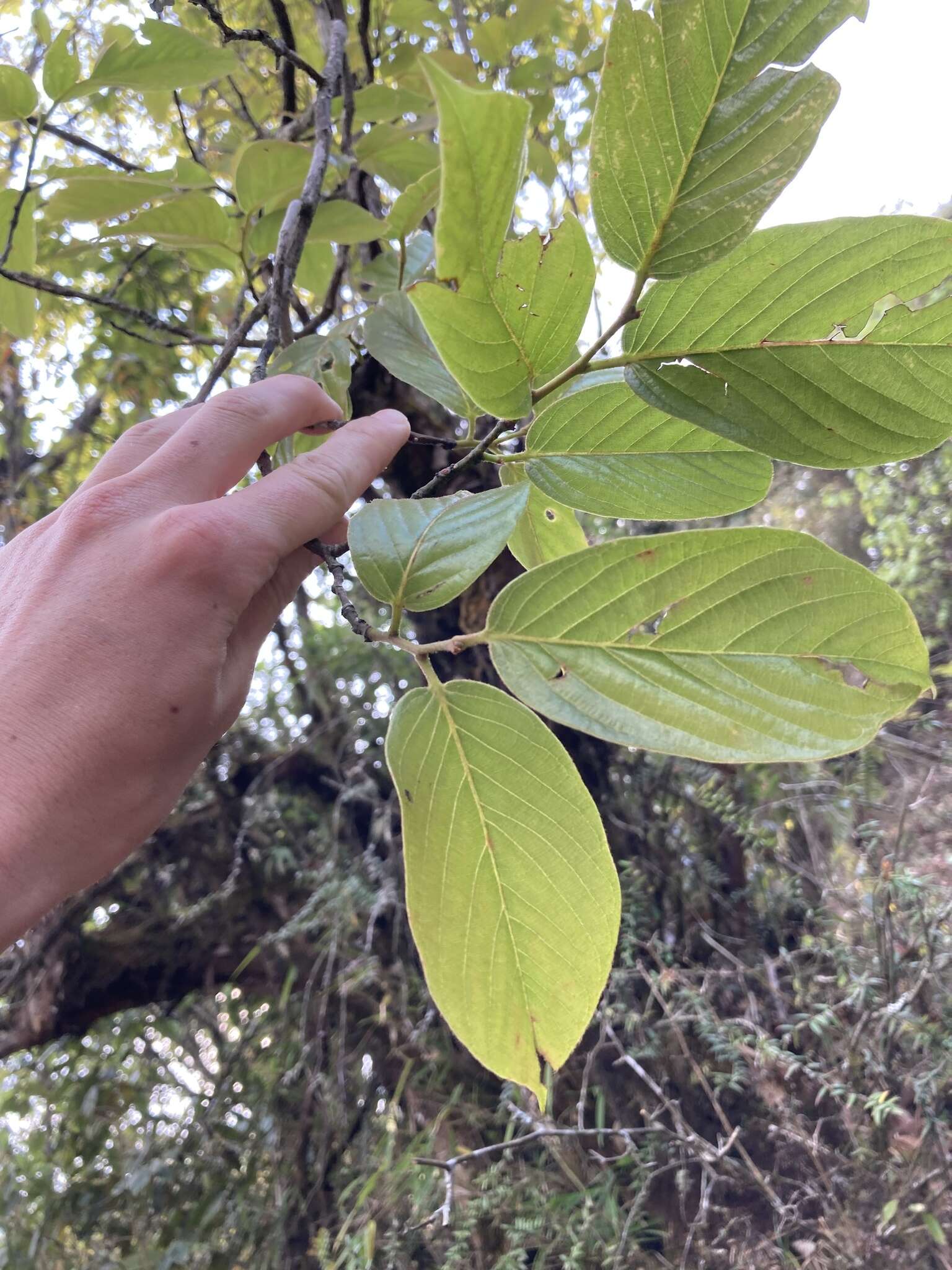 Plancia ëd Alnus nepalensis D. Don