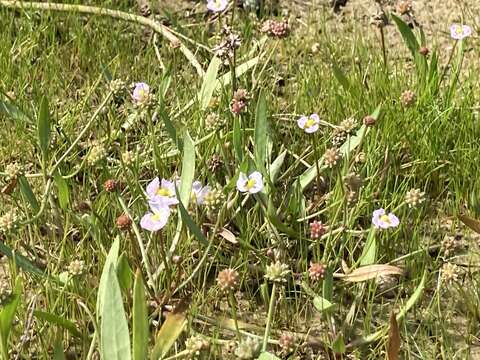 Image de Alisma Fausse Renoncule