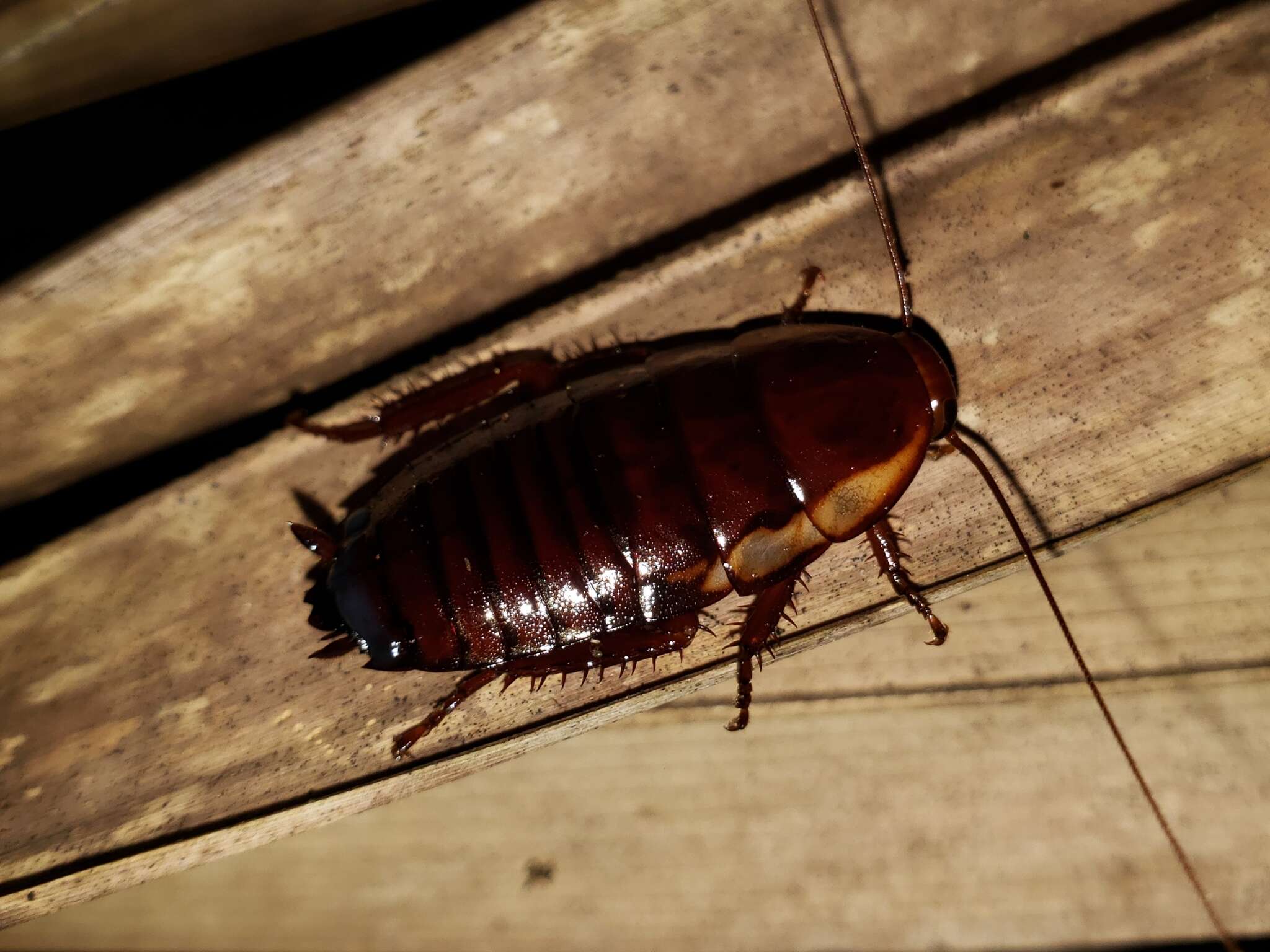 Image of Florida Woods Cockroach