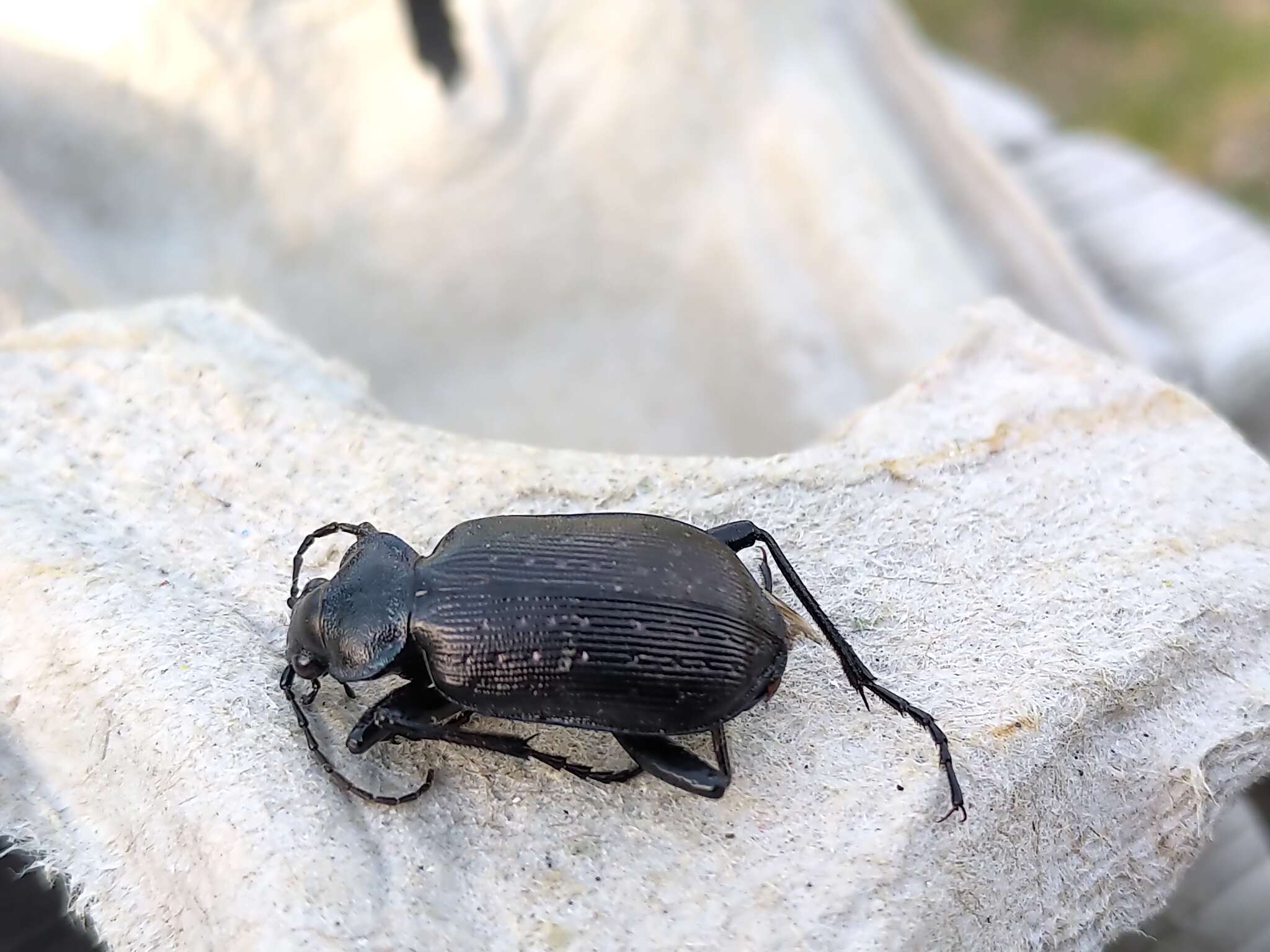 Imagem de Calosoma (Calosoma) frigidum Kirby 1837