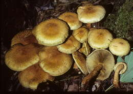 Image of shaggy scalycap