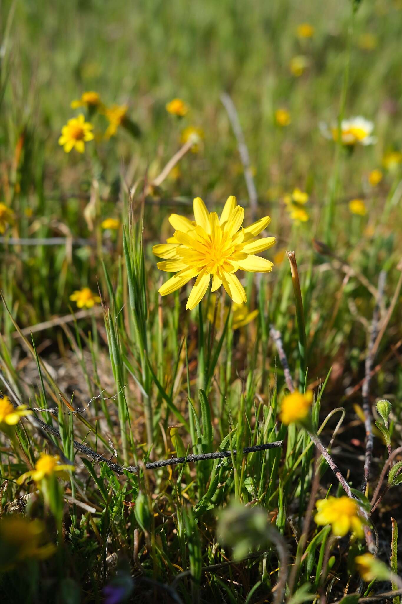 Image de Agoseris heterophylla var. cryptopleura Greene