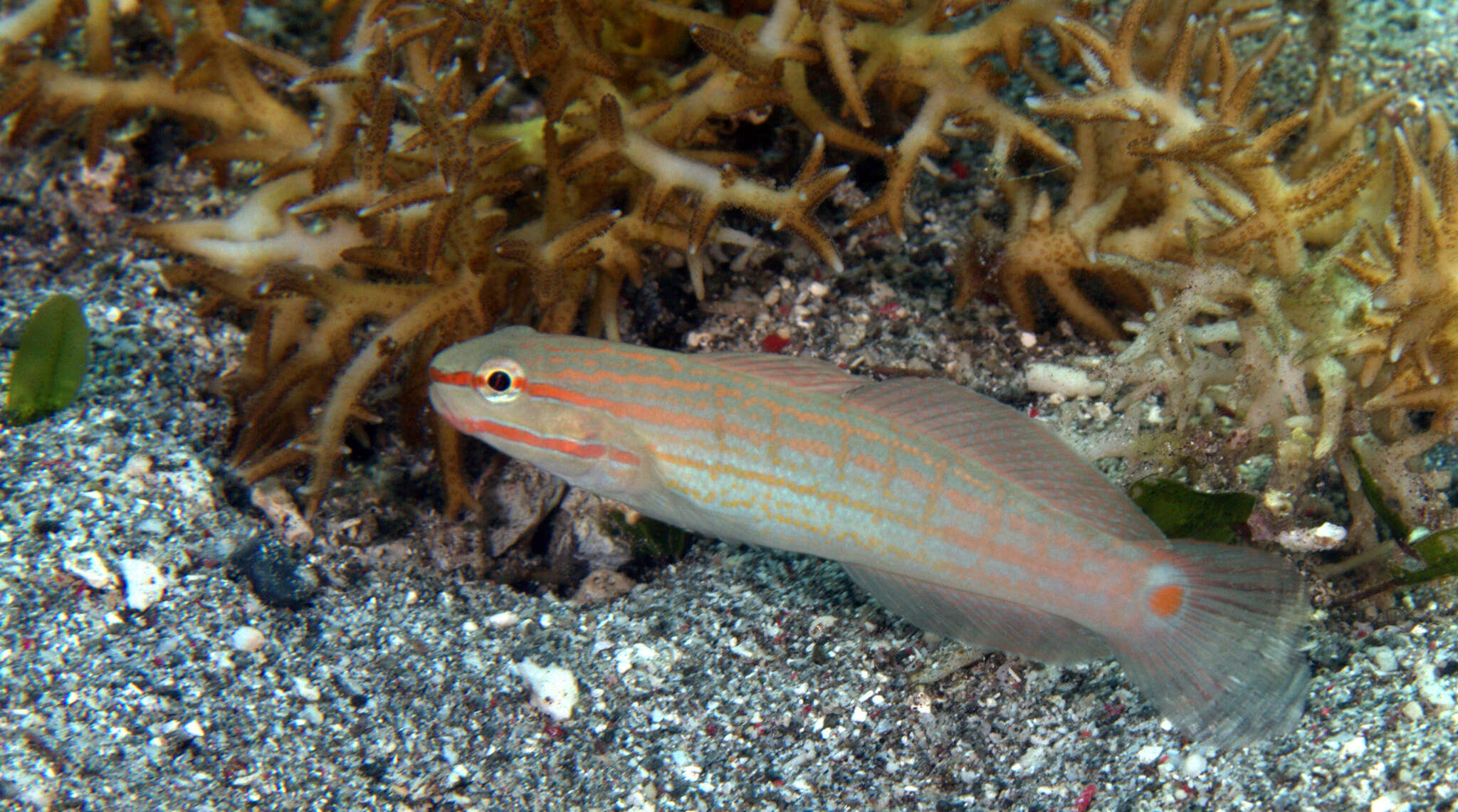 Image of Crosshatch goby