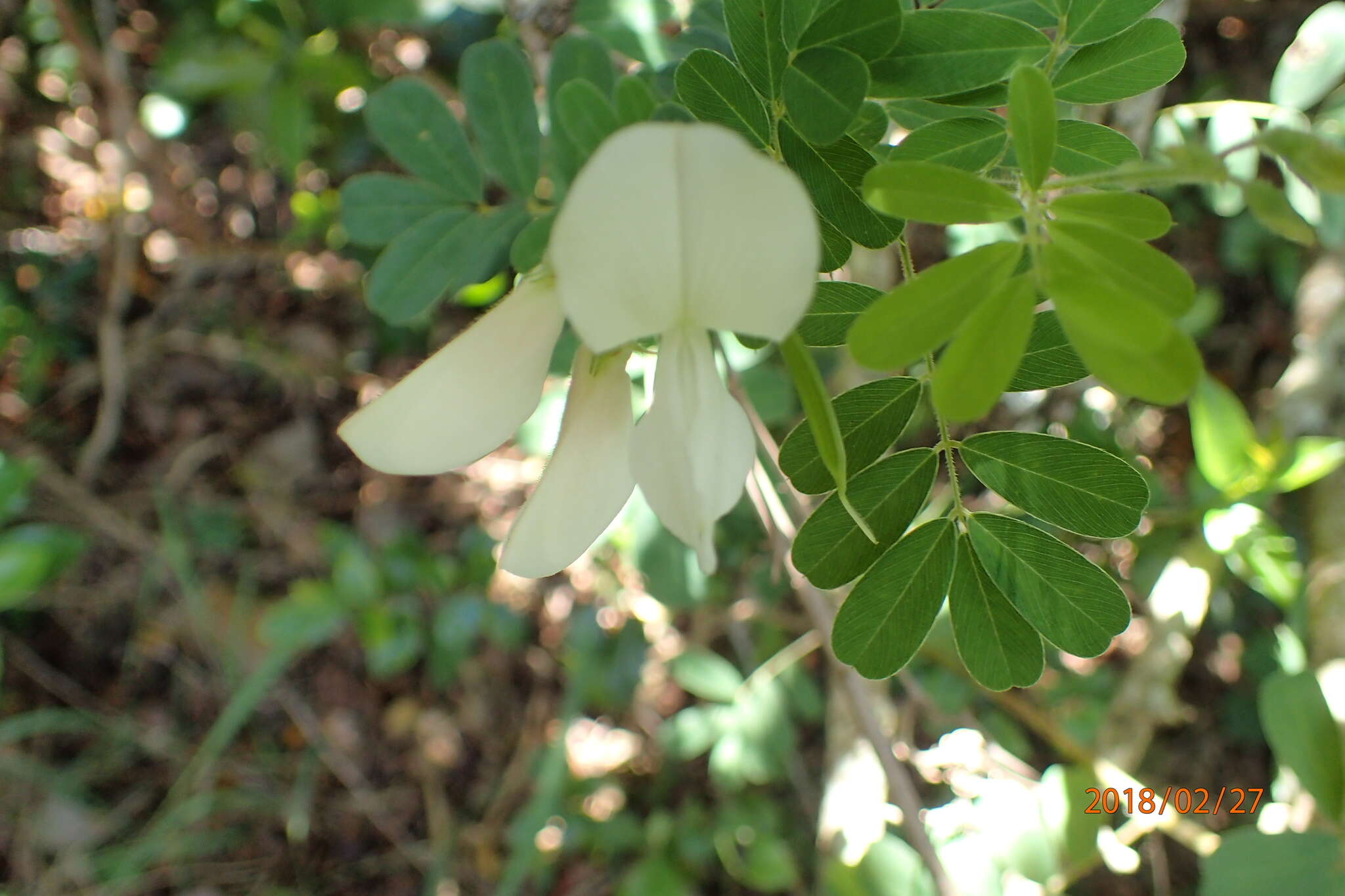 Image of Tephrosia inandensis H. M. L. Forbes