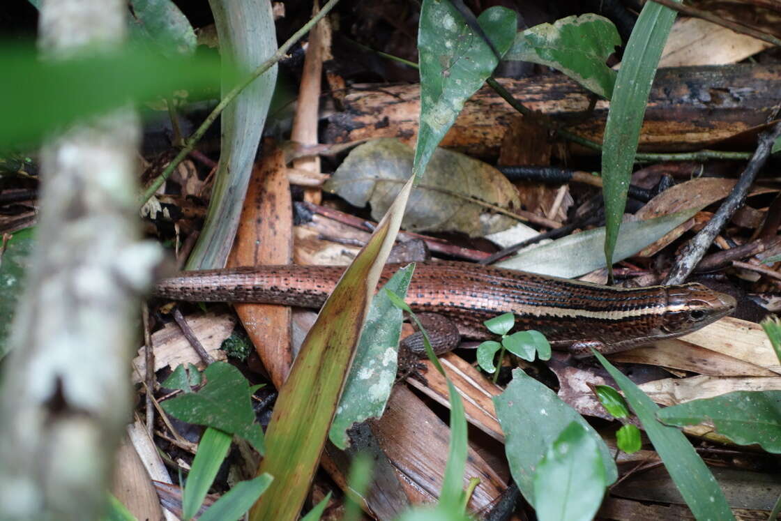 Image of Madagascar Girdled Lizard