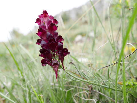 Image of roadside toadflax