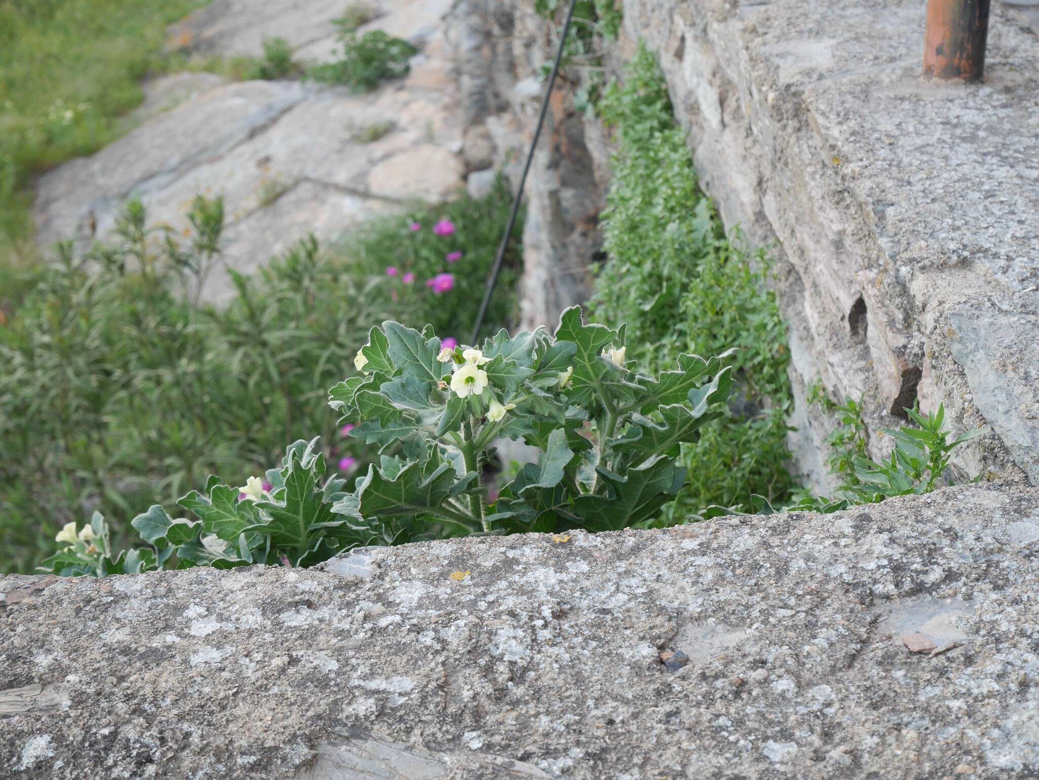 Image of white henbane