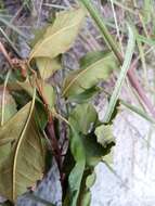 Imagem de Psorospermum cerasifolium Baker