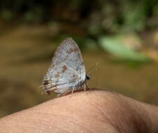 Image of Hypolycaena othona