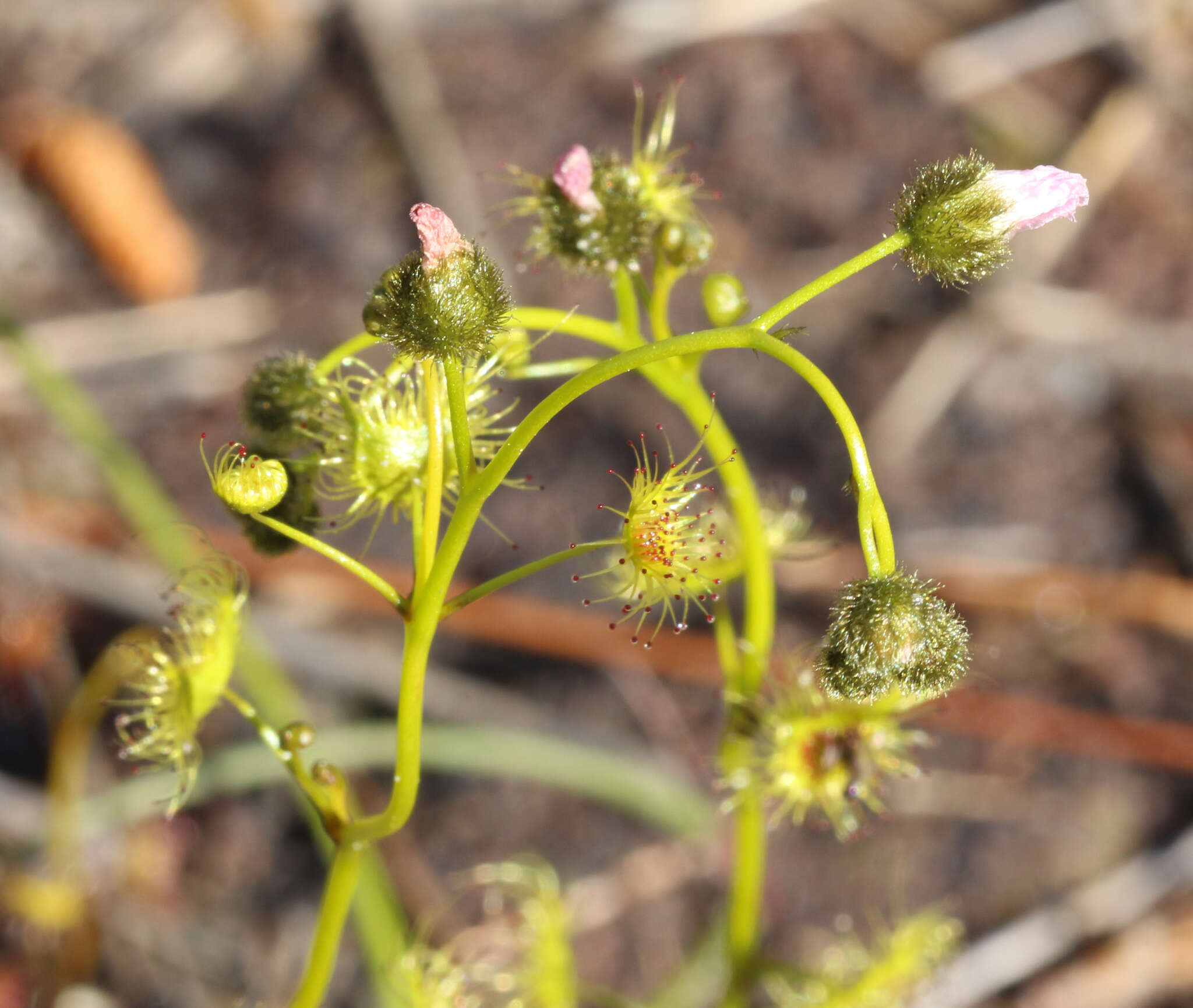 Drosera gunniana的圖片