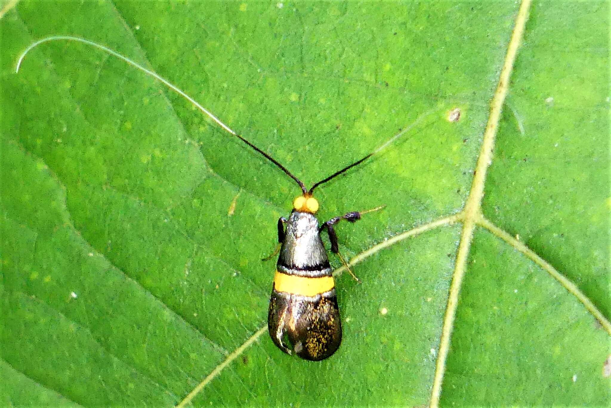 Imagem de Nemophora decisella Walker 1863