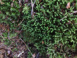 Image of greater whipwort