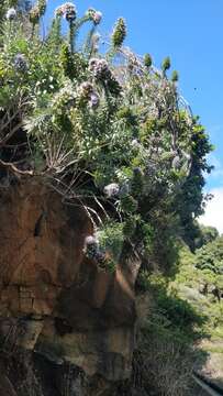 Image of Echium nervosum Dryand. ex Ait.