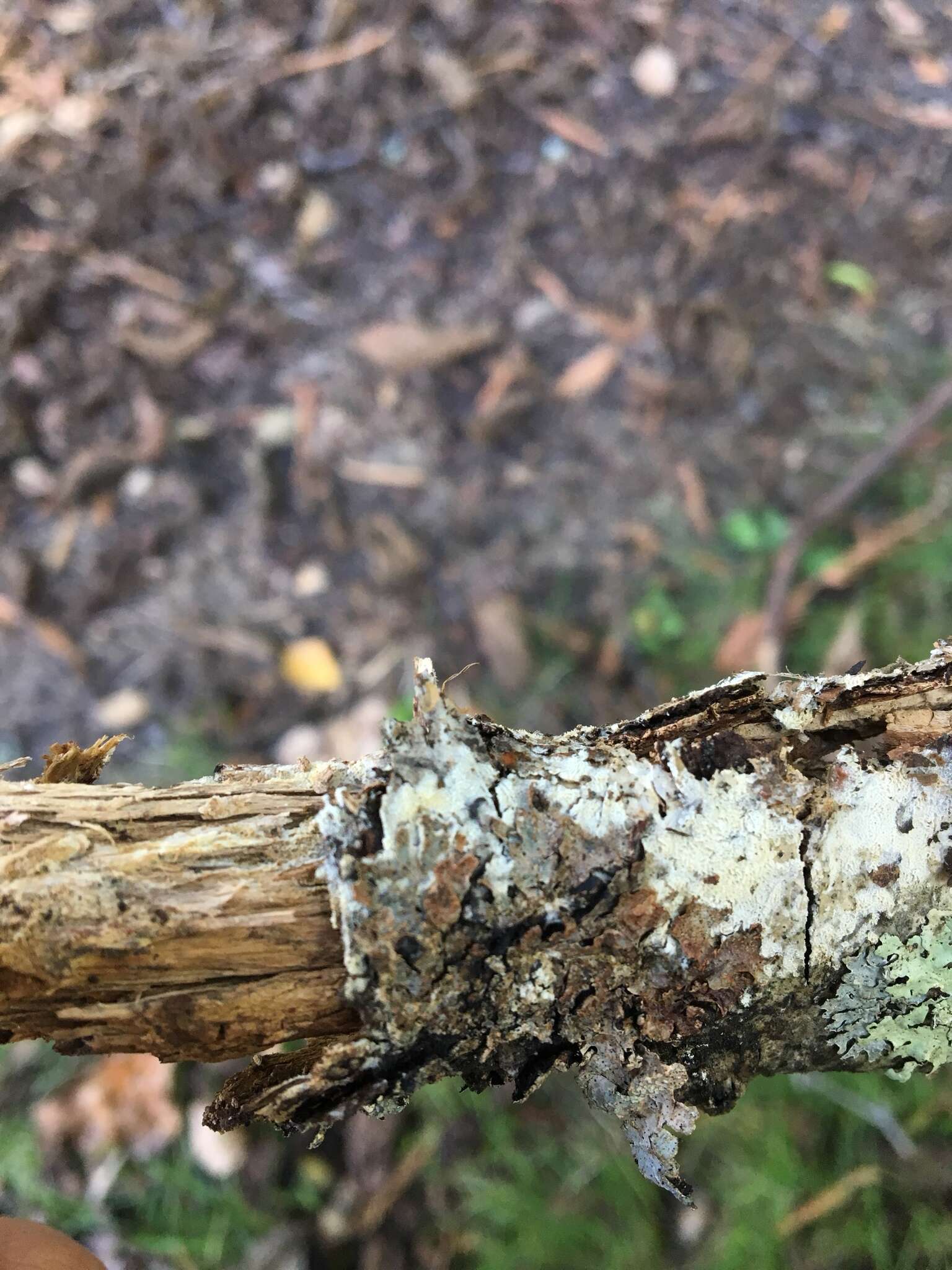 Schizopora paradoxa (Schrad.) Donk 1967 resmi