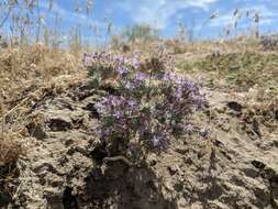 Image of Tehachapi woollystar