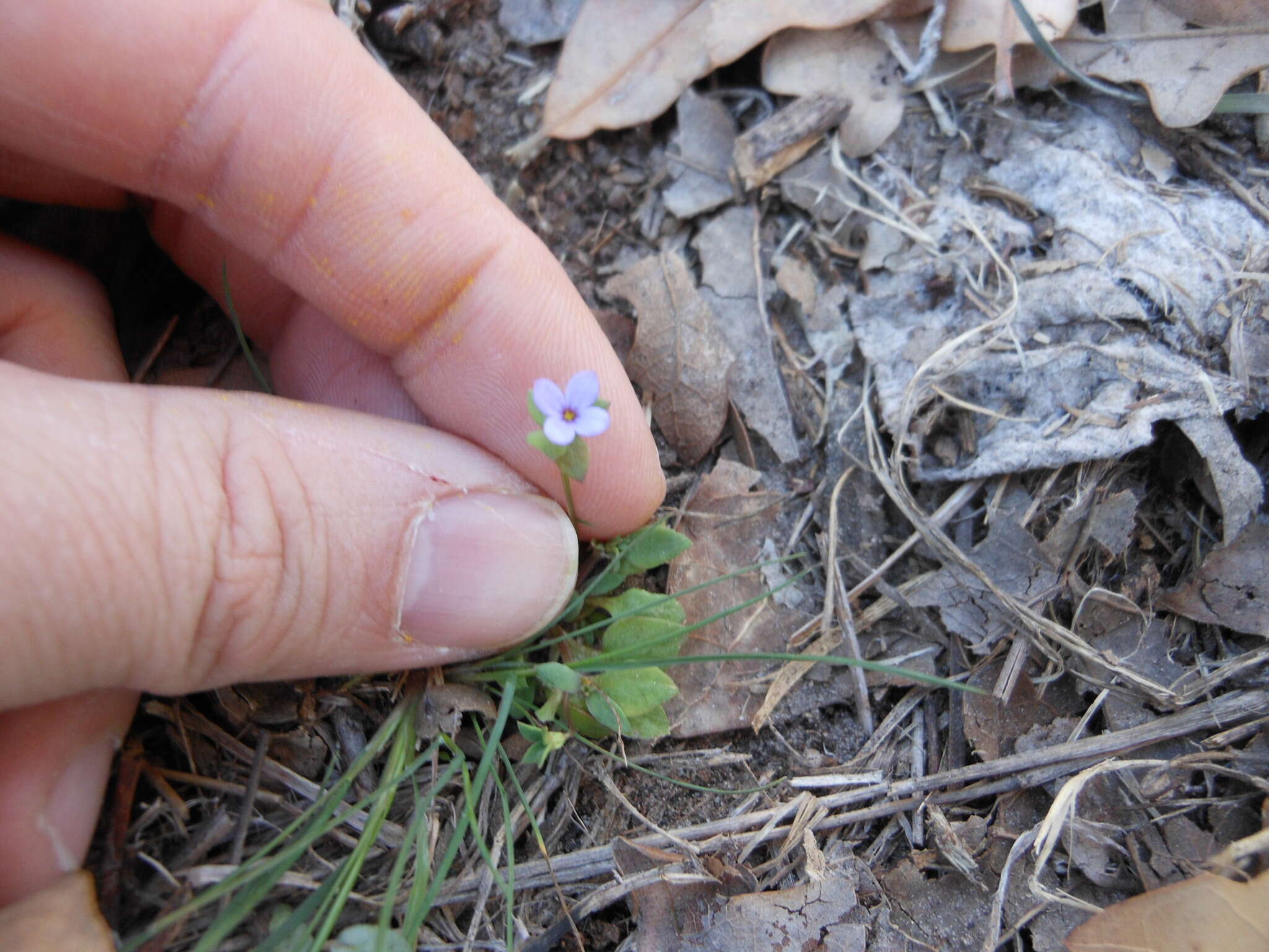 Image of Tiny Bluet