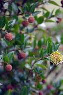 Image of Strawberry bush