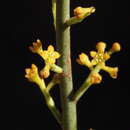 Image of Leptomeria lehmannii Miq.