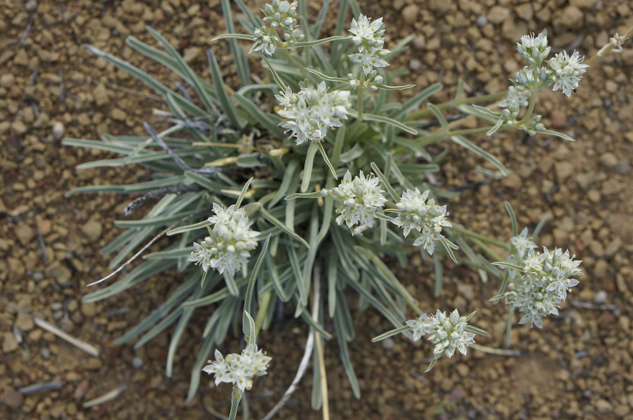 Image of pine green gentian