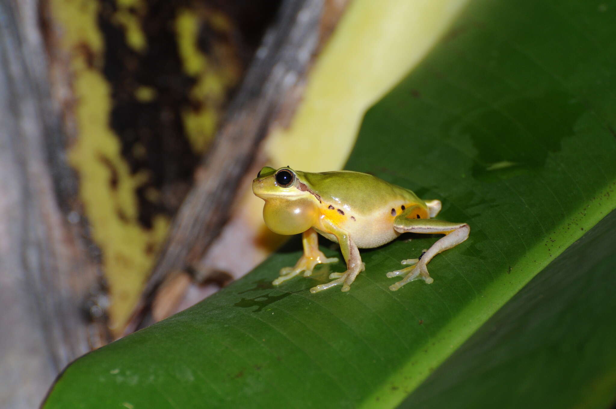 Hyla chinensis Günther 1858的圖片